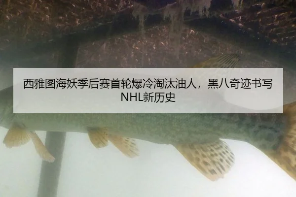 西雅图海妖季后赛首轮爆冷淘汰油人，黑八奇迹书写NHL新历史